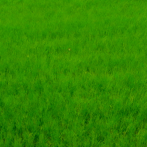 block_rice